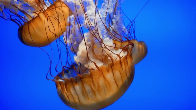 Octopus gliding fluidly through open ocean water using rhythmic tentacle movements - Screen Saver, Wildlife