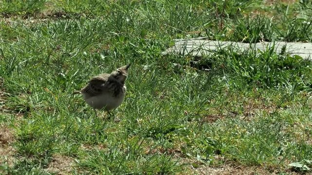 Crested lark looking around and walking on the grassland it prefers.