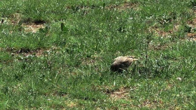 Crested lark pecking the ground as it searches for food.