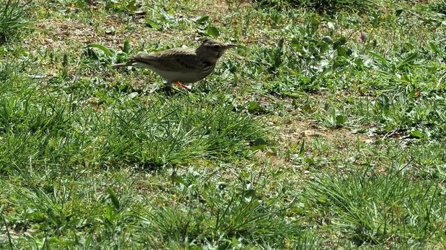 Crested lark on grassland catches an insect as it flies by and eats it.