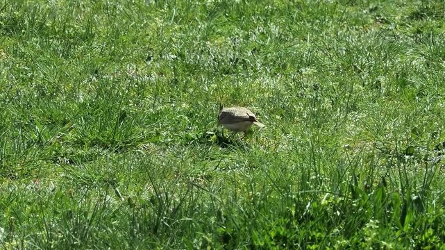 Crested lark on grassland as it searches for insects to eat.