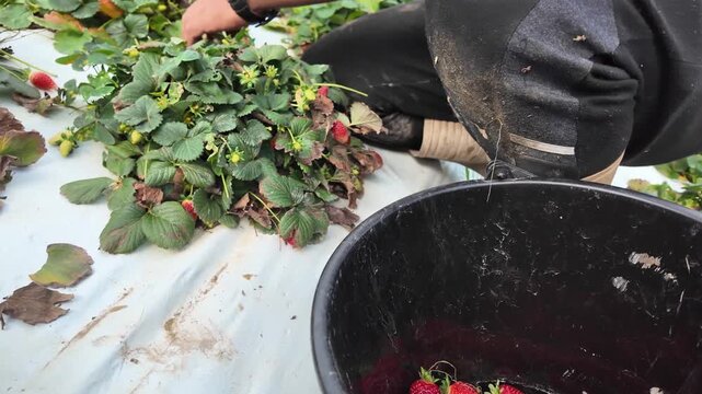 Focused agricultural worker carefully selects and hand-picks fresh red strawberries, placing them into buckets during a calm harvest day