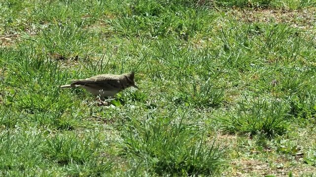 Crested lark walking though its preferred environment of open grassland.