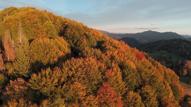 Stunning high angle view of mixed autumn woodland in October