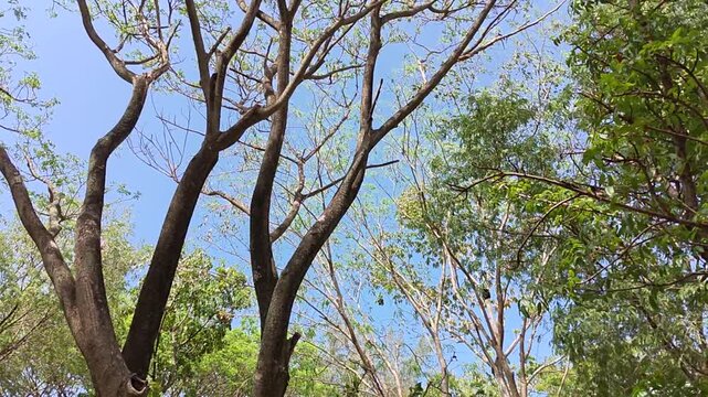 Looking up at the intricate network of bare tree branches reaching towards a vast, clear blue sky on a bright, sunny day, hinting at the coming spring season and new life