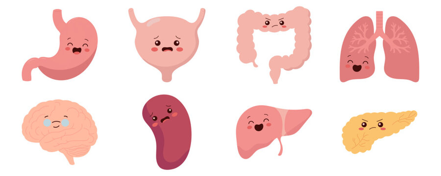 Cute Kawaii Human Internal Organs Set