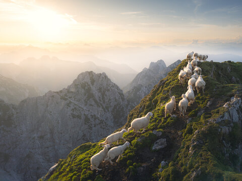 Aerial view of sheep traversing a jagged mountain ridge under a golden sunset near Mangartsko sedlo, Log pod Mangartom, Bovec, Slovenia.