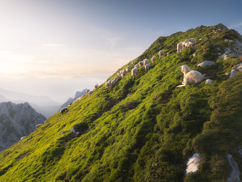 Aerial view of sheep grazing on the vibrant green slopes of a mountain peak, contrasting with the distant, hazy valley, Log pod Mangartom, Bovec, Slovenia.