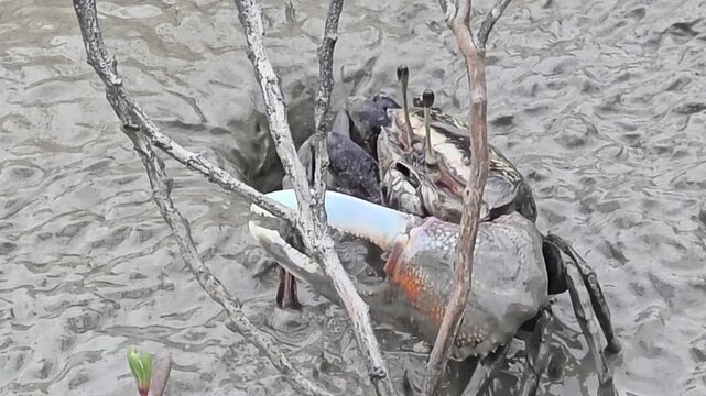 

Endangered White-clawed Fiddler Crab showing large claw behavior #004
학명:Austruca lactea

