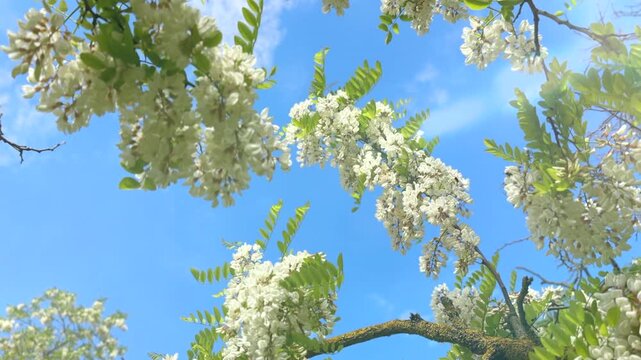 White acacia flowers, spring blossom. Beautiful Black Locust Robinia pseudoacacia blooming in a spring park, over blue sky