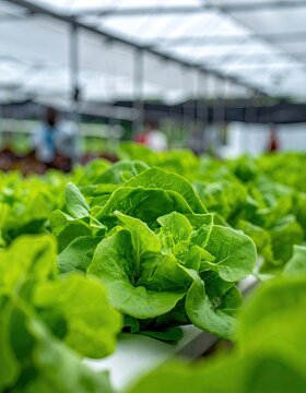 Lush green lettuce growing in a hydroponic farm