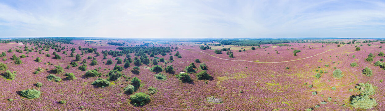 Aerial view of a wide blooming heather field in August with ancient junipers surrounded by forests, in 360 degrees panorama, national park Sallandse Heuvelrug, Overijssel, Netherlands.