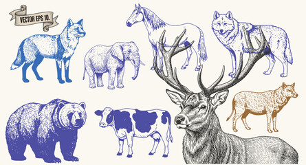 Group of Wild Animals and Deer Head Illustration on Light Beige Background © bow