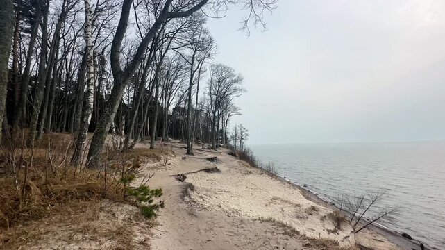 Forest growing near cliff edge overlooking sandy Baltic Sea coastline at Olando Kepurė.