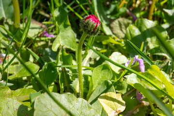 This macro shot captures a vibrant pink common daisy bud about to bloom, nestled within a lush green garden setting during a bright, sunny spring day. © Anton Kustsinski