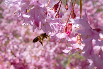 A honeybee maneuvers gracefully through a vibrant canopy of blooming pink cherry blossoms, capturing a serene moment of spring pollination in soft, natural daylight. © Anton Kustsinski