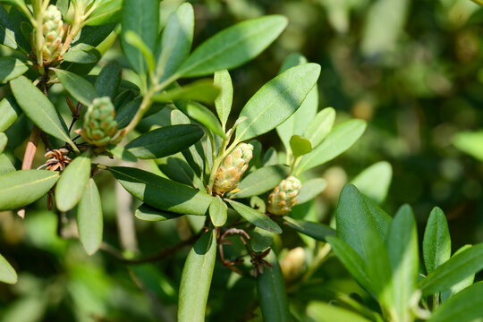 Rhododendron micranthum thrives in dry rocky crevices and mountain sites in Korea. This resilient evergreen shrub reflects the biological diversity of high altitude nature environments.