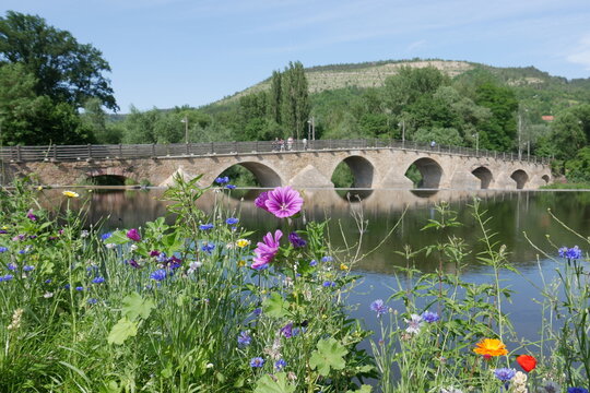 Malven am Fluss Saale in Jena mit Steinbr&uuml;cke in Jena-Burgau im Hintergrund