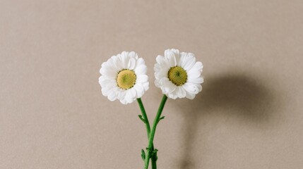 Obraz premium Minimalist happy face concept featuring two white daisy flowers forming eyes and green stems smiling on neutral background