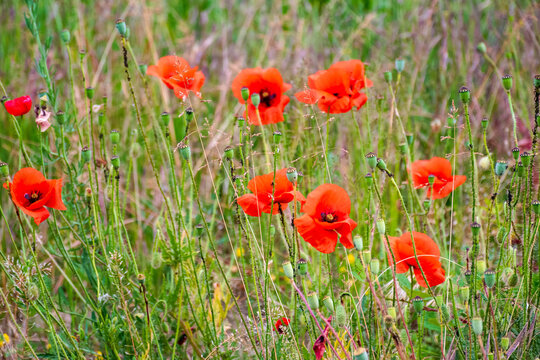 wild red poppies in the grassy field. low angle shot. narrow telephoto view. remembrance symbol. natural floral background. scenic countryside field picture in summer. red poppy flowers among grass