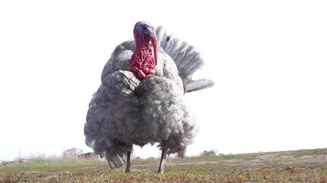Turkey walking back and forth on farm and looking at camera. Domestic bird in rural environment, natural behavior, agriculture and livestock concept.