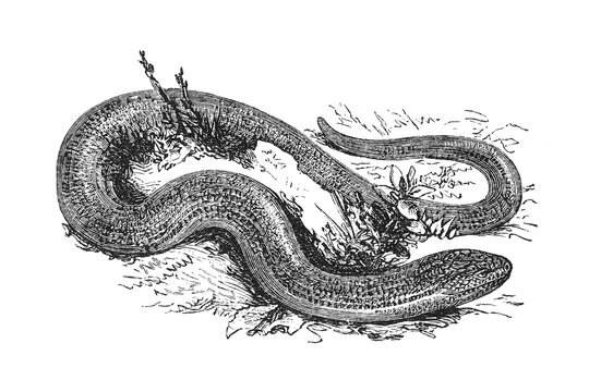 Slowworm (Blindworm / Anguis fragilis) coiled among grass and leaves, zoological wood engraving, old vintage illustration, 1894.