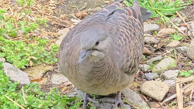 

Close-up of Oriental Turtle Dove Looking at Camera #001

