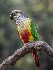 Obraz premium Colorful Pet Parrot Perched on a Branch