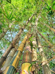 Fototapeta premium Bamboo plant with green leaves. Bamboo plant.