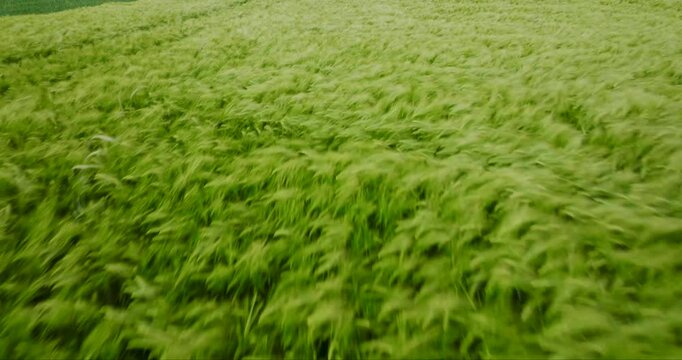 Aerial view of a vibrant, lush green field, where the wind sweeps across the crops creating a dynamic pattern of light and shadow, Dieblich, Germany.