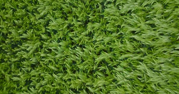 Aerial view of vibrant green crops forming a dense, rippling texture with subtle tonal variations, creating a mesmerizing pattern, Dieblich, Germany.