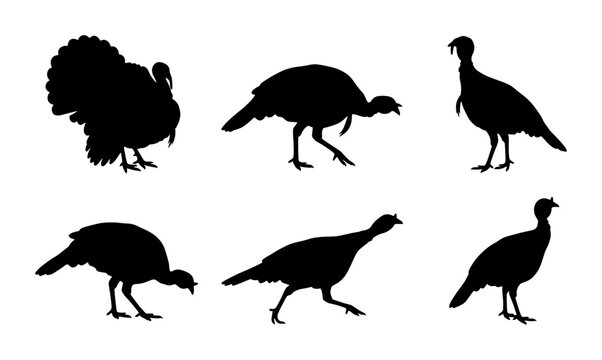Turkey bird silhouette collection, set of 6 wild turkey vector icons, black poultry animal shapes for Thanksgiving and autumn harvest designs