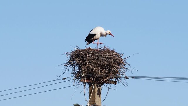 White stork bird at nest in early spring, Ciconia ciconia