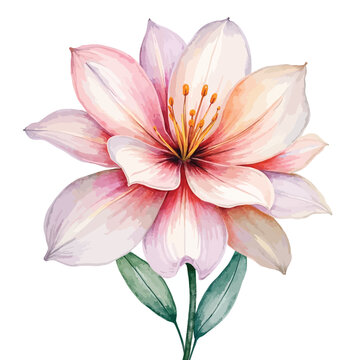 Watercolor Lily Flower with Pink and White Petals