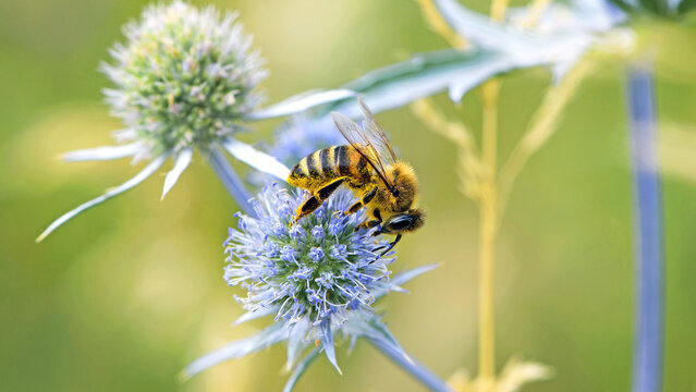 bee collecting nectar from a thorny wildflower close-up. honey bee on the meadow plant Eryngium. macro photo of an insect in nature. natural background, benefits of bees in nature. place for text