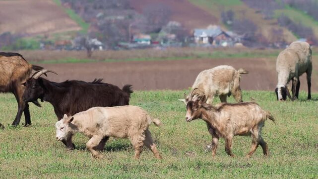 Herd of sheep and goats heading to pasture in spring rural landscape