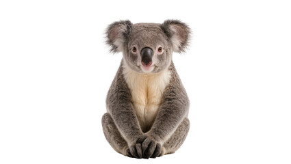 Gray fluffy Koala sitting upright with open mouth and visible nose © Lubos