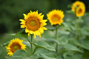 Fototapeta premium field view, large yellow sunflower for background. Yellow sunflowers in sunlight. good harvest concept, bright sunny flower. farming, vegetable garden, field, growing seeds for oil. view of farmland