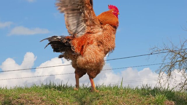 Large red rooster spreading wings against a blue sky background on a farm