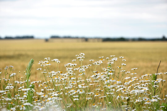delicate flower of white chamomile. Matricaria chamomilla, white wildflowers. beautiful white chamomile flowers on a green field wheat on a summer day. floral background. beauty of nature
