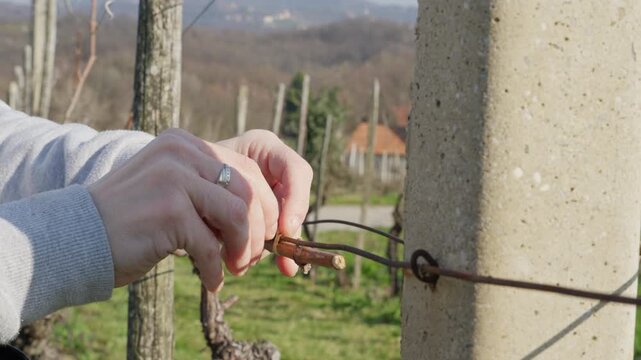 Close up of a farmer's hands carefully tying a vine branch to a support wire in a vineyard during early spring pruning season