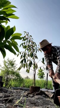 Vertical Shot of a Millennial Farmer Planting a Bawor Durian Sapling