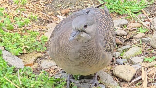 

Close-up of Oriental Turtle Dove Looking at Camera #002

