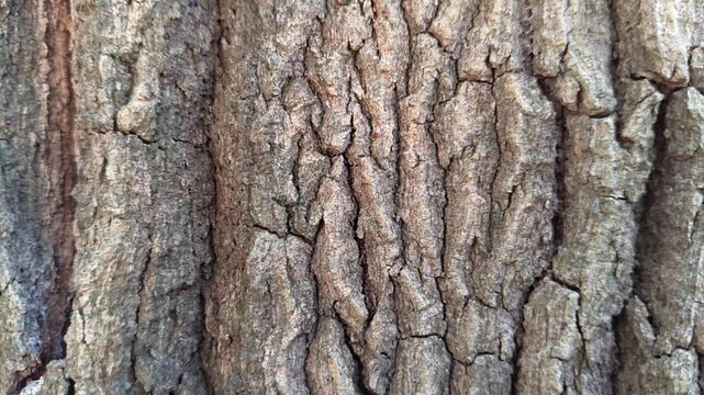Close-up view of a rugged tree bark, showcasing its intricate natural texture and patterns formed over time, a perfect background for nature-inspired designs