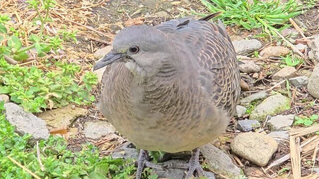 

Close-up of Oriental Turtle Dove Looking at Camera #003

