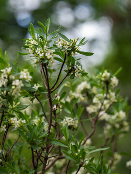 Die Aufnahme zeigt die wei&szlig;en Bl&uuml;ten des Alpen-Seidelbasts (Daphne alpina) an kleinen Zweigen.