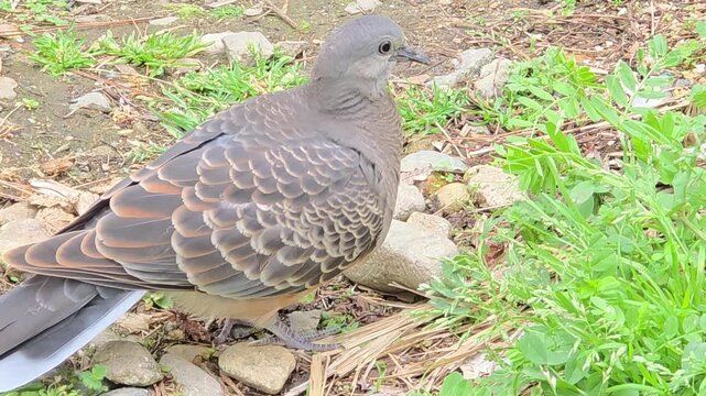 
Oriental Turtle Dove Feeding on the Ground #001

