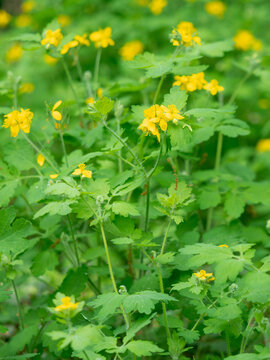 Zu sehen ist eine Nahaufnahme einer Gruppe gelb bl&uuml;hender Pflanzen des Sch&ouml;llkrauts (Chelidonium majus).
