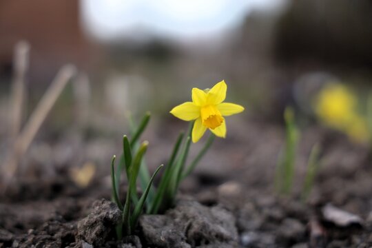 close up of single daffodil flower growing from soil with soft background