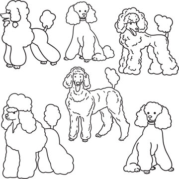 minimalistic simple outline drawing poodle children coloring page social media graphic veterinary clinics, pet salons, exhibitions, grooming, dog products set characters fluffy cute pet sketch doodle